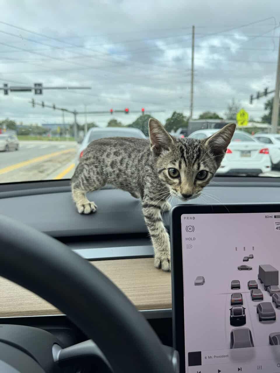 Savannah Tabby image 2