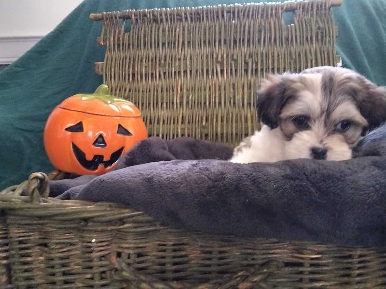 Shih Tzu Puppies image 1