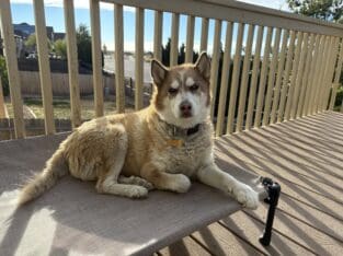 Red Siberian Husky in need of new home