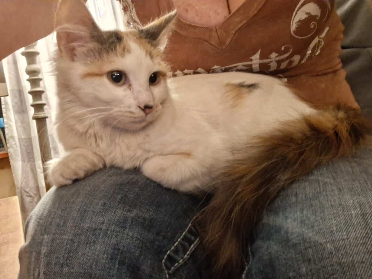 12 wk female calico fixed,vaccinated, dewormed,def image 1