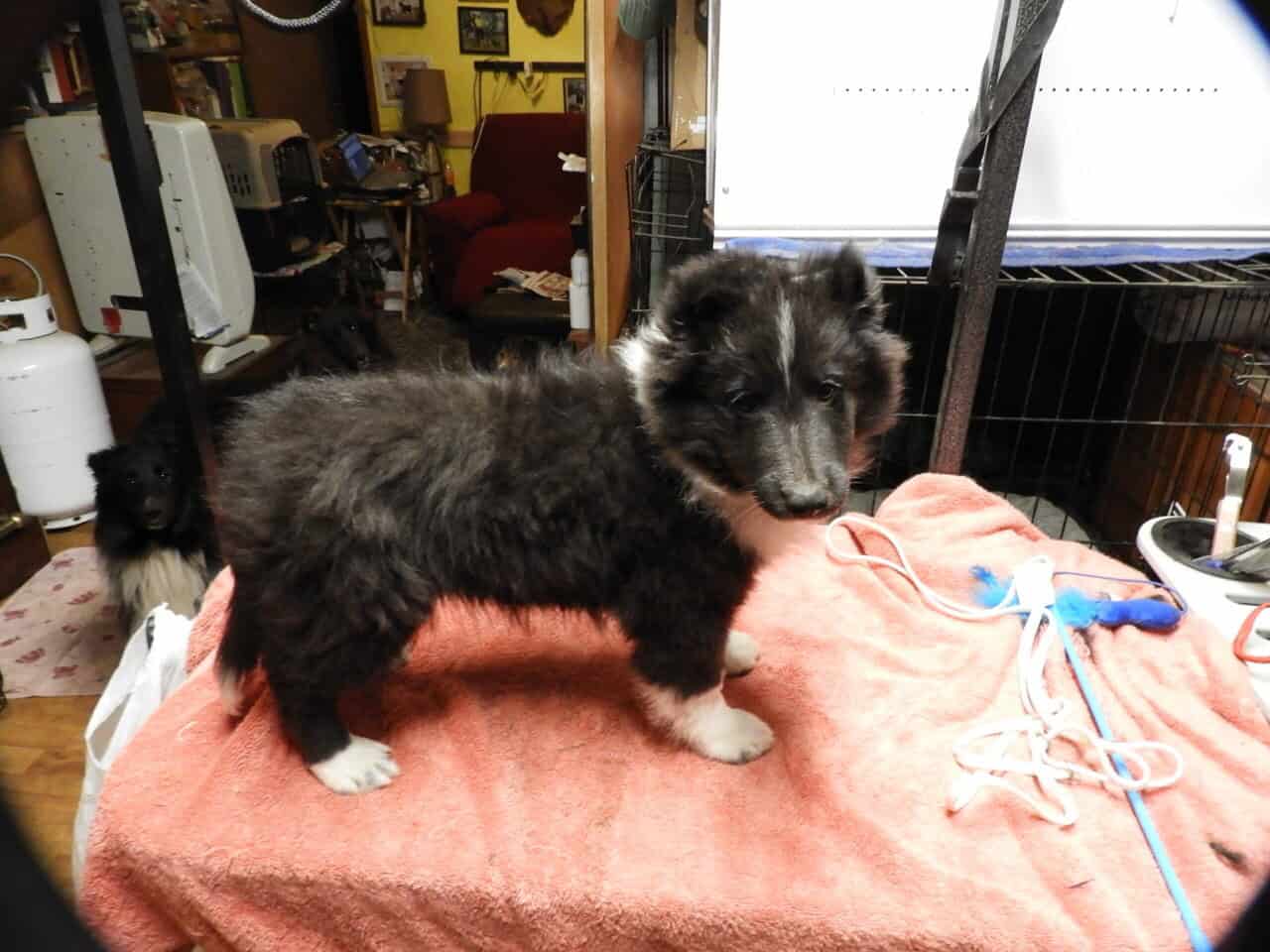 AKC registered Sheltie puppies image 2