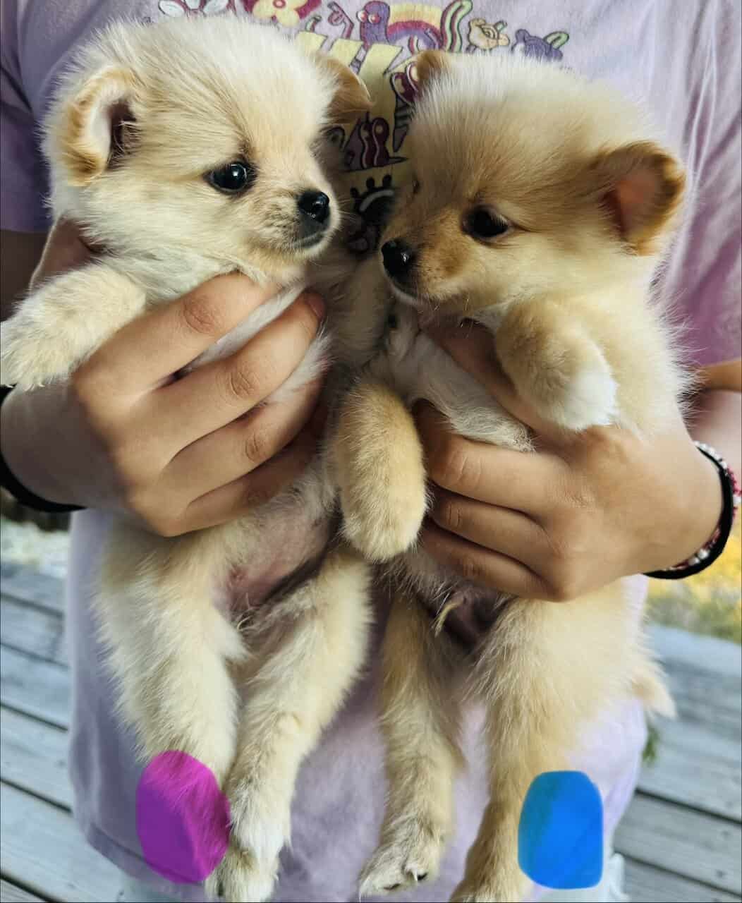 Pomeranian female image 3