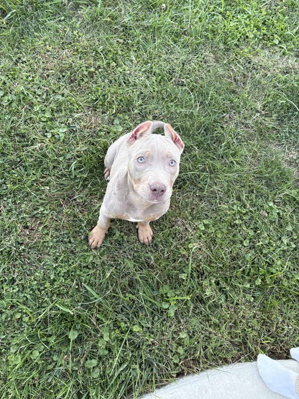ABKC Lilac Tri Pocket Bully image 5
