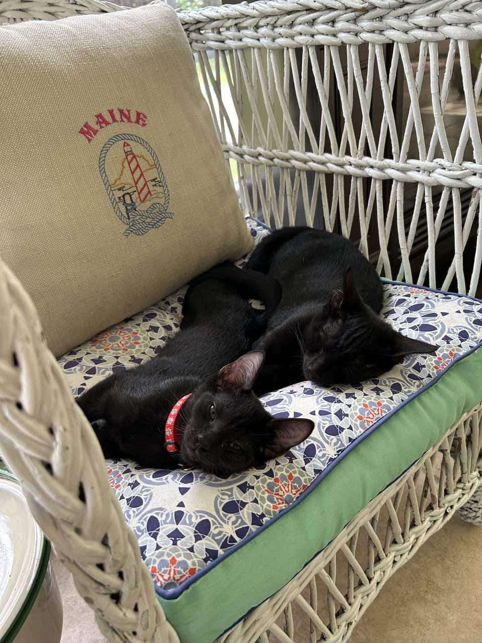 🐾 Bonded Black Kittens & Gray Pal – Shallotte NC image 2