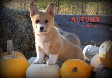 Pembroke Welsh Corgi – Autumn