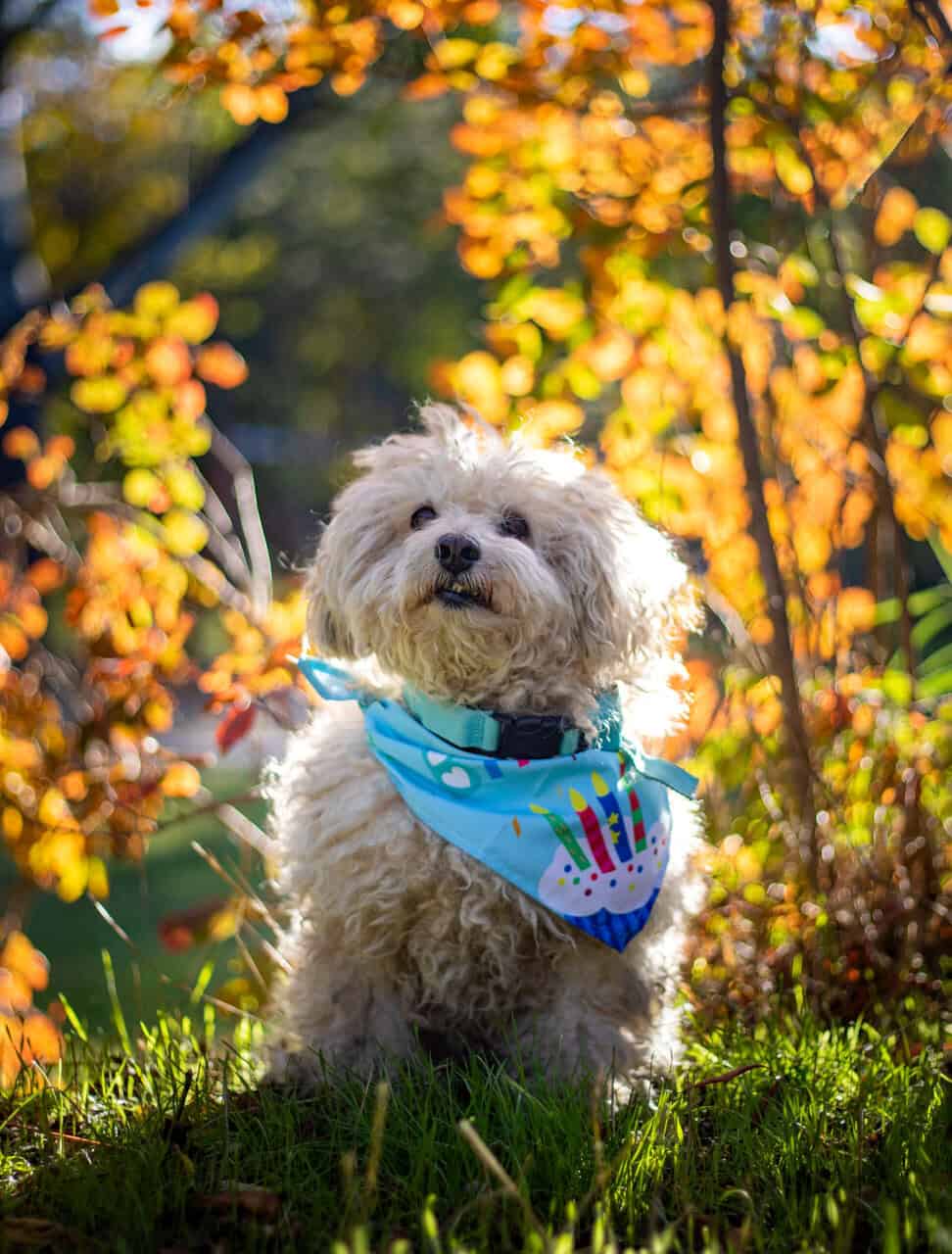 Looking for female Toy poodle to purchase in NY (B image 1