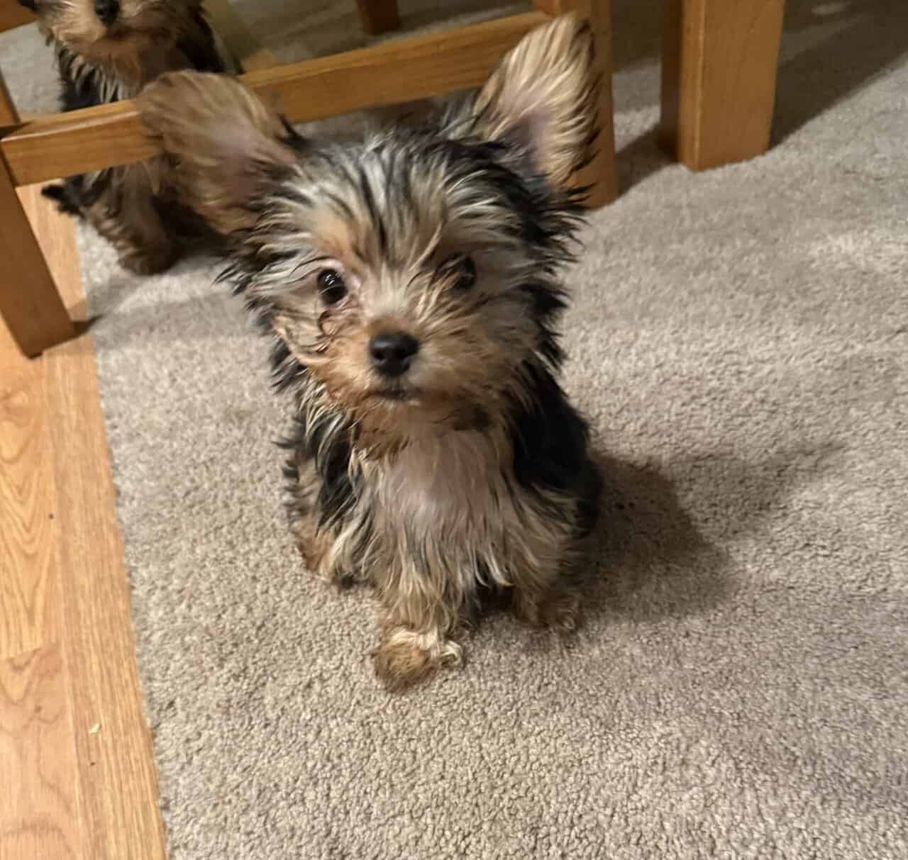 Tiny cheerful yorkie Antosha image 2