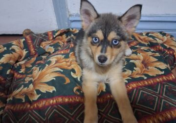 Male Pomsky Puppy