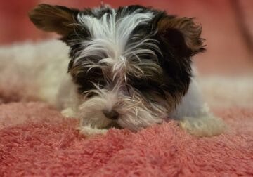 Yorkie Puppies Parti Color