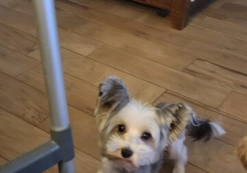 Parti Yorkie male