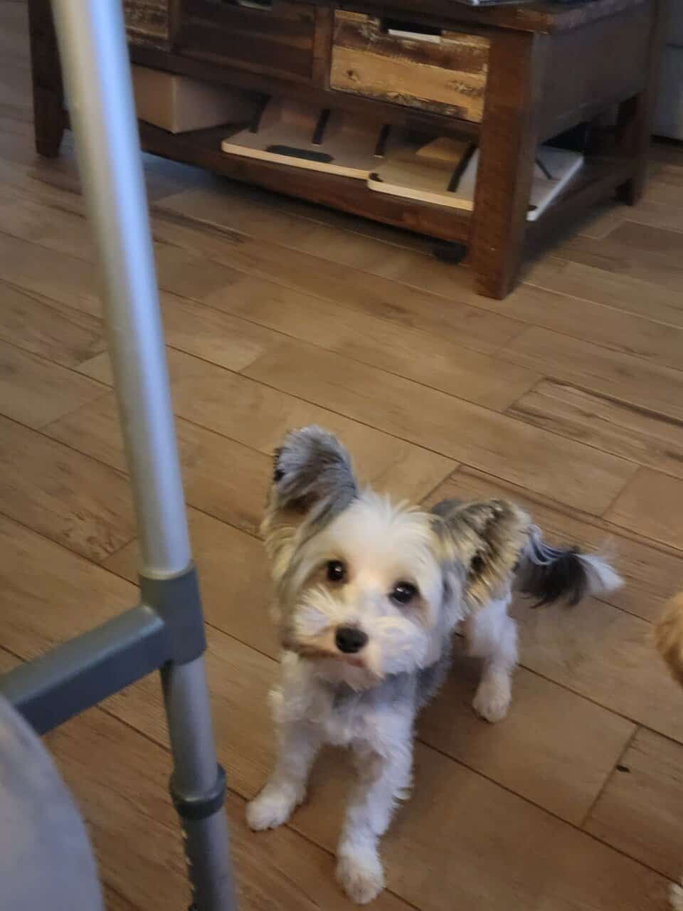 Parti Yorkie male image 1