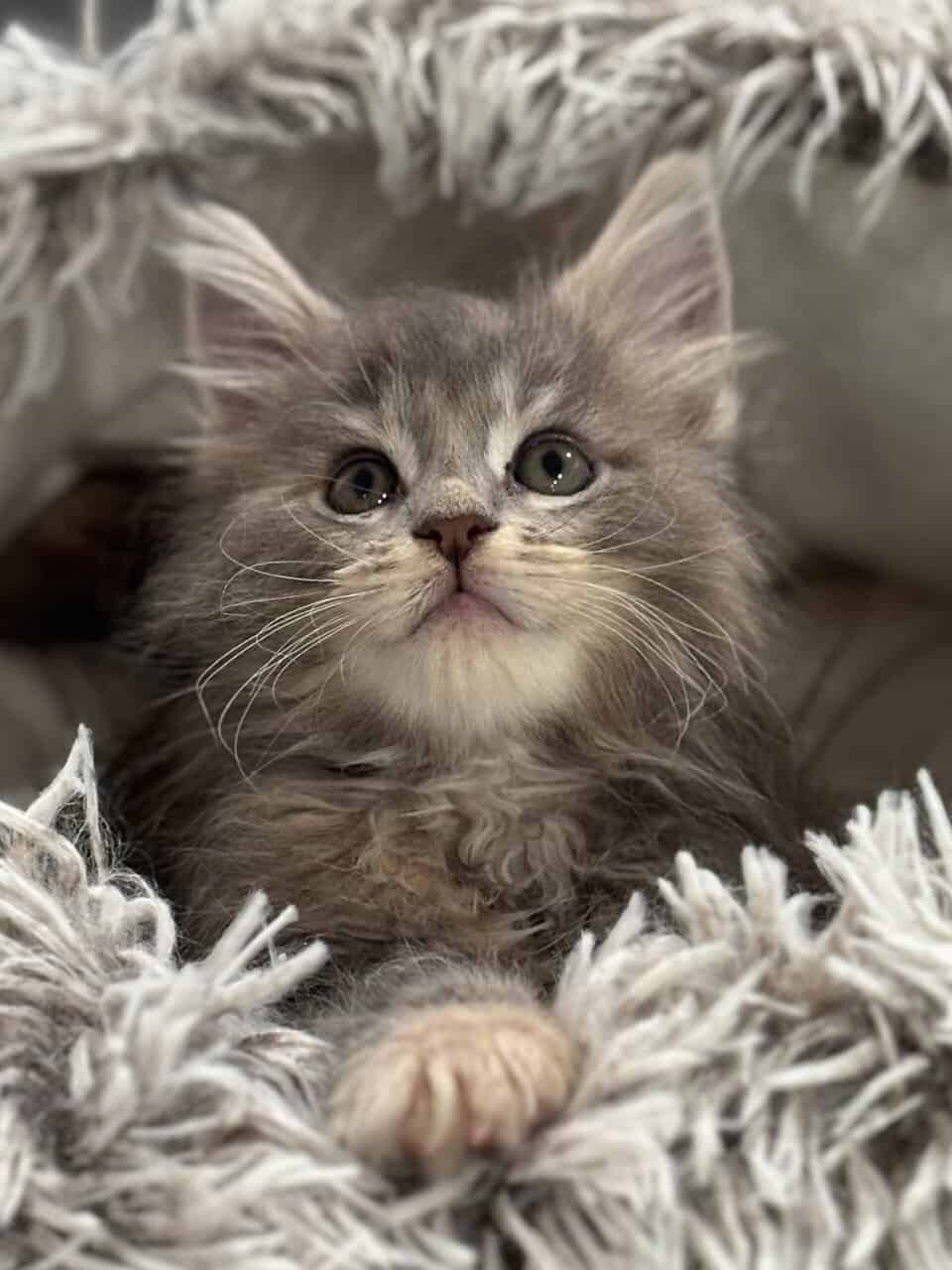 TICA registered Maine coon kittens image 2