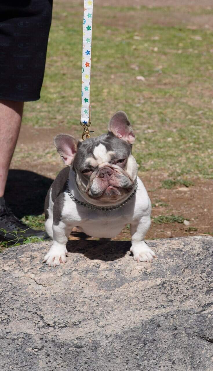 French bulldog image 6