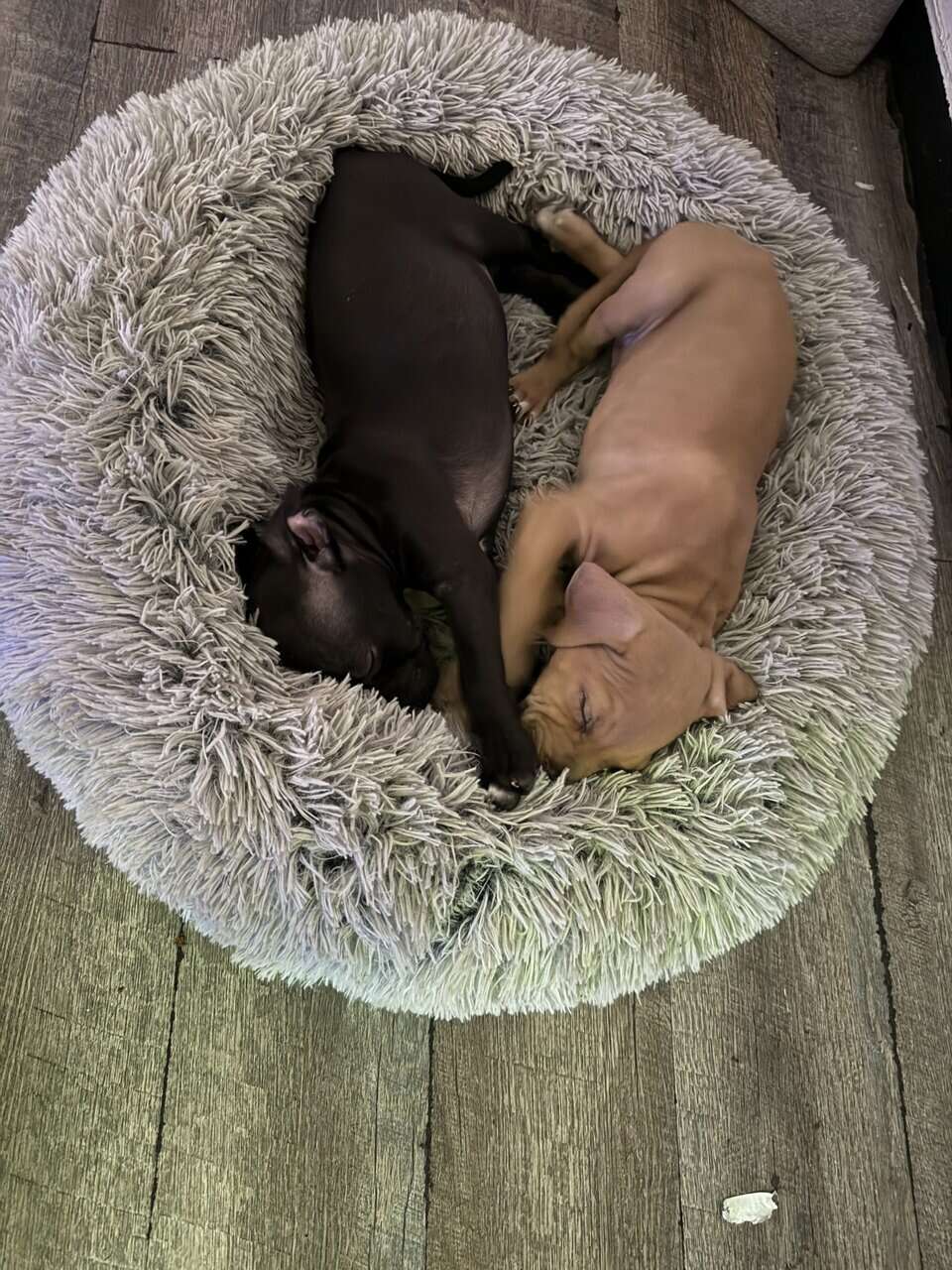 Pitpull puppies image 5