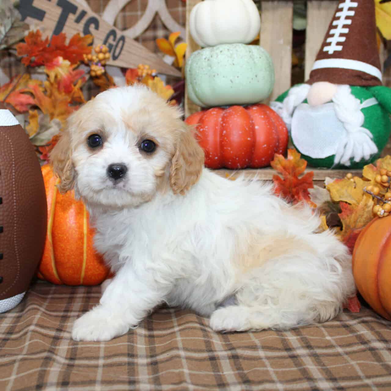 Cavchon Puppies For Sale image 6