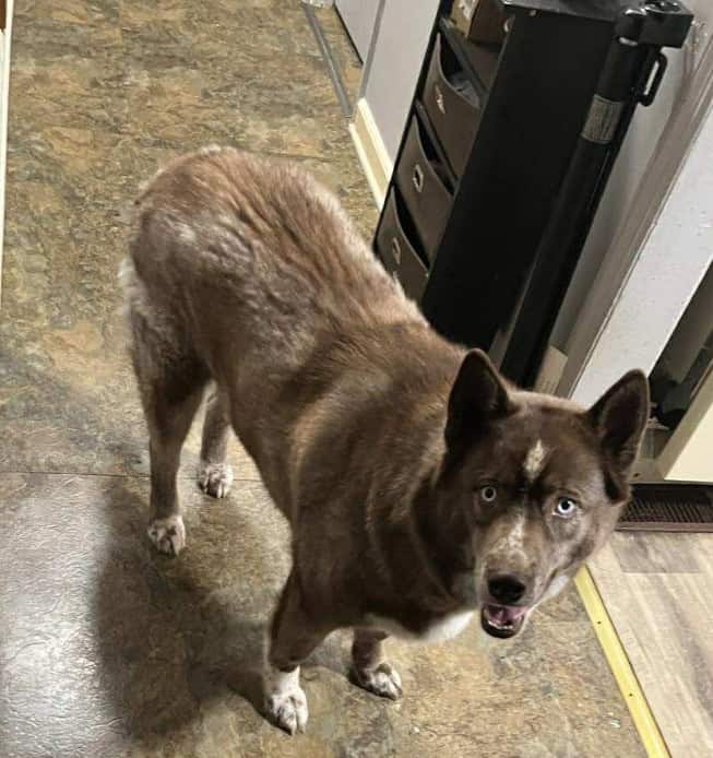 Female Siberian husky needs to be rehomed image 2