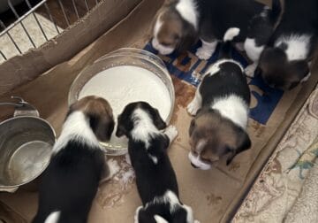 Beagle Puppies