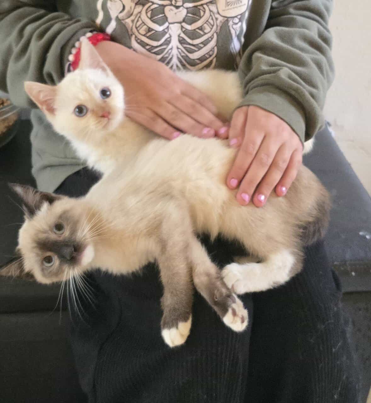 Siamese kittens image 5