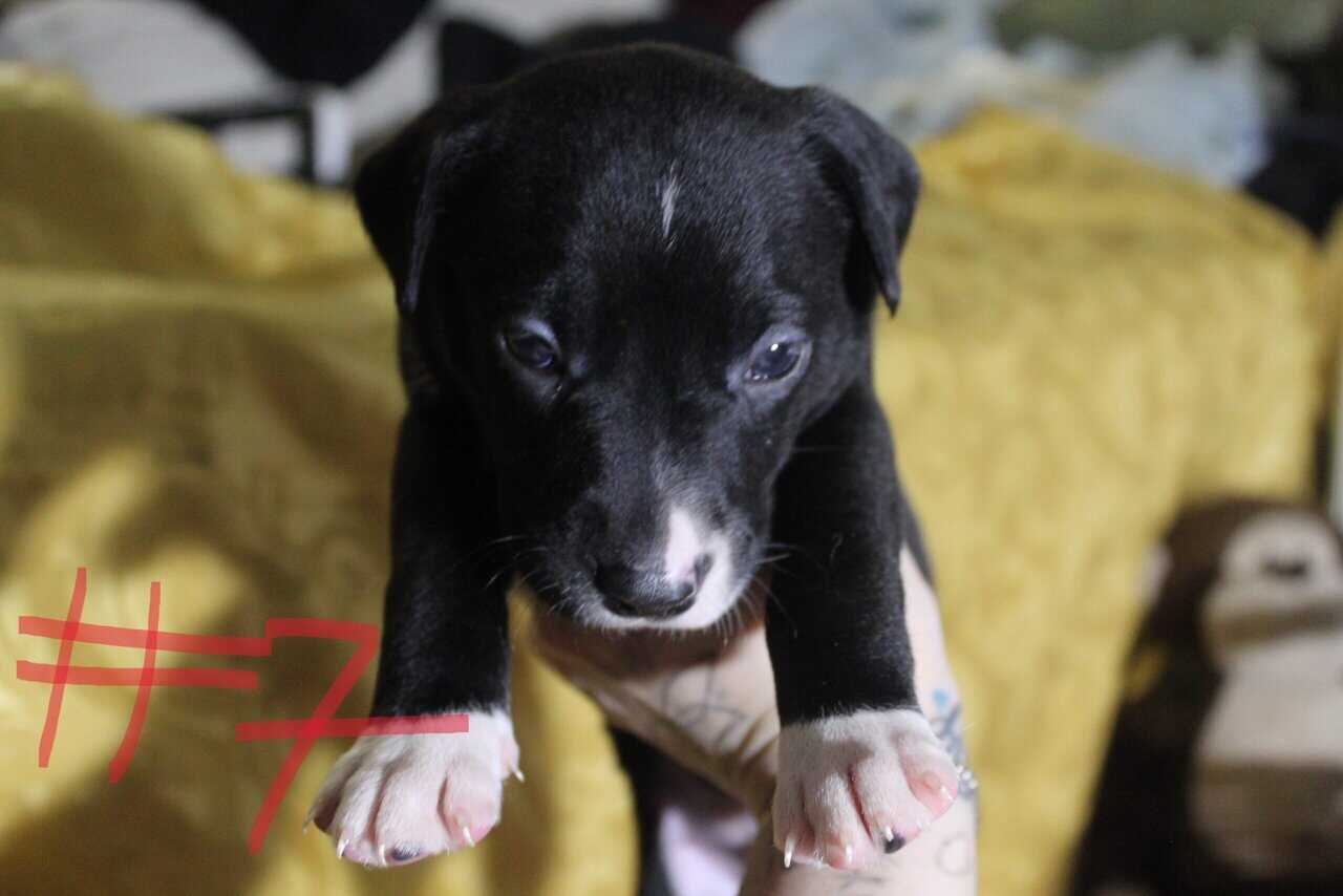 Lab & Pit mix Ready for their fur ever Homes Nov18 image 15