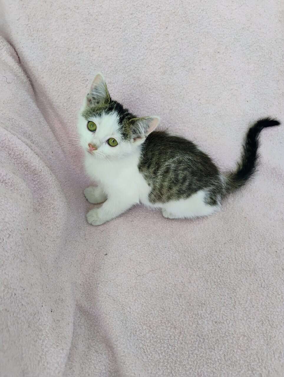 Kittens image 10