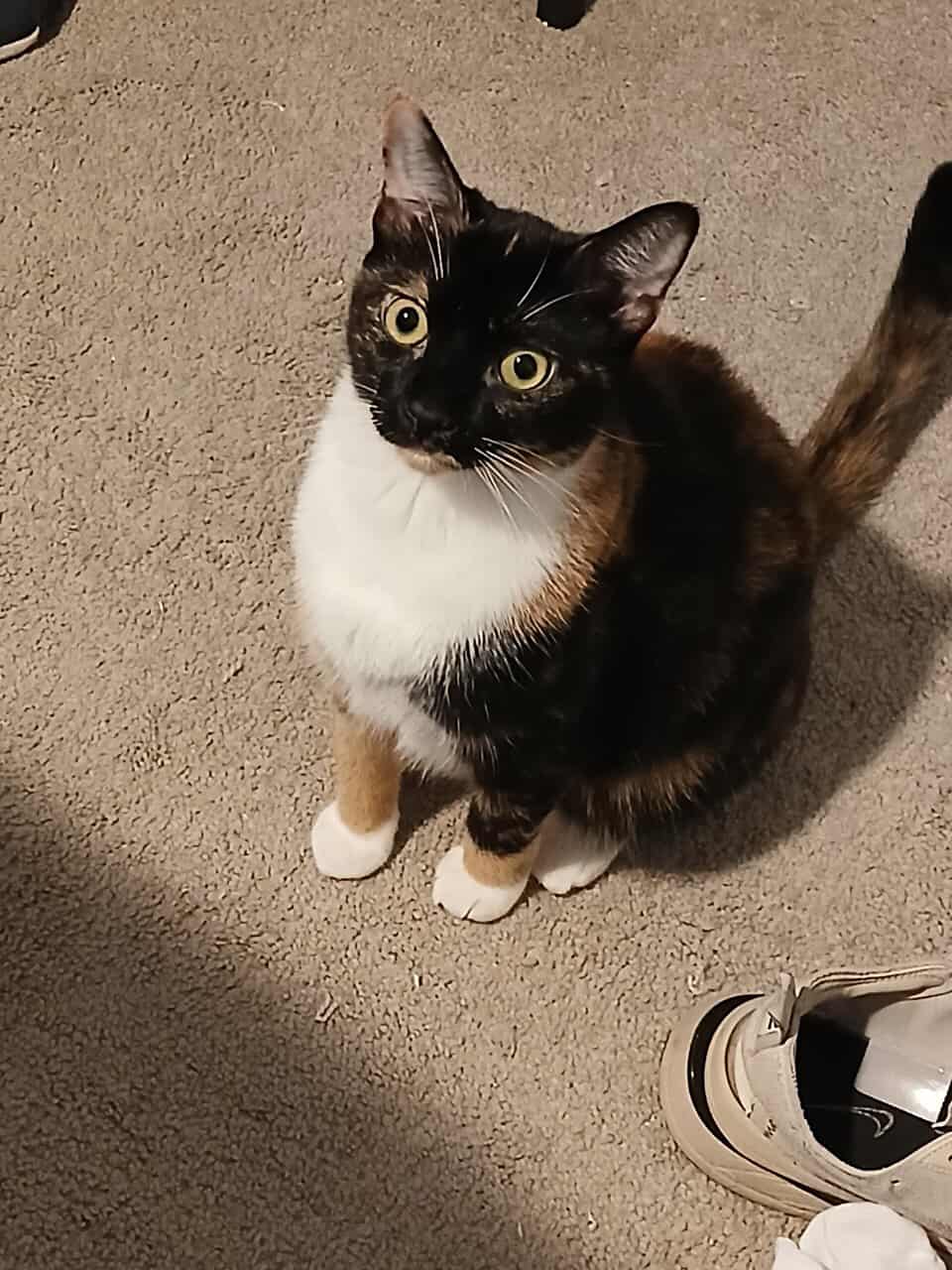 2 adult cat for free image 2