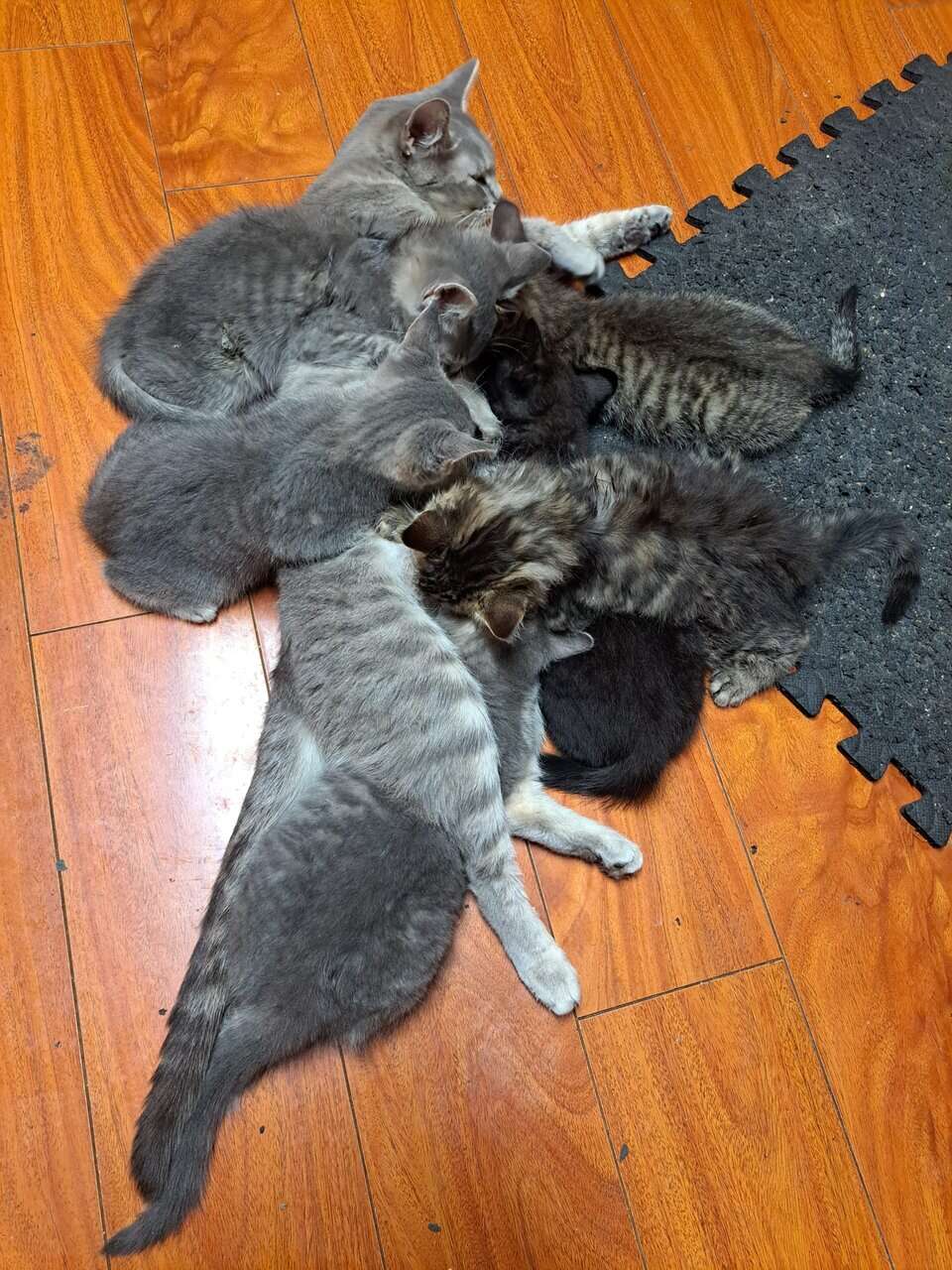 Kittens for sale image 2