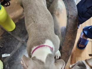 pitbull puppy for sale