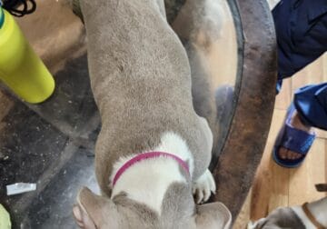 pitbull puppy for sale