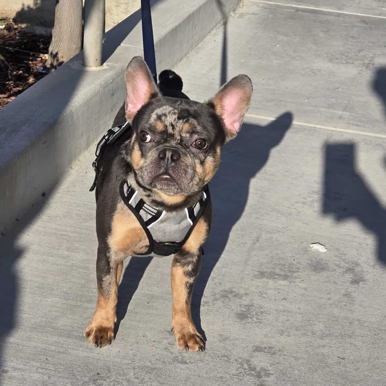MERLE FRENCH BULL DOG MALE FLUFFY CARRIER image 1
