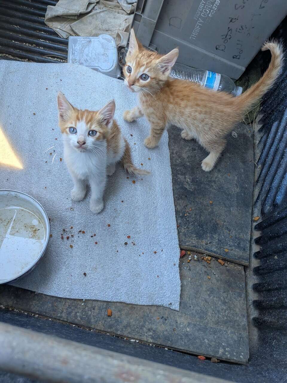 These kittens need homes image 1