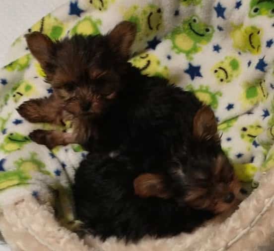 AKC REGISTERED YORKSHIRE PUPPIES image 5