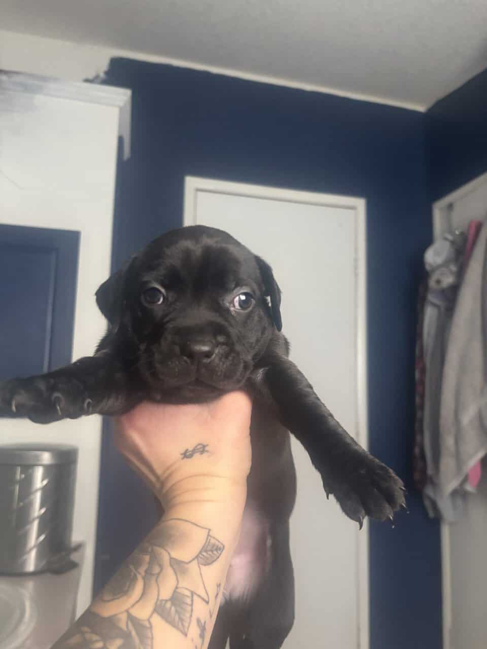 Lab and put puppys image 6