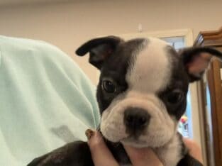 Jack. Handsome male Boston terrier