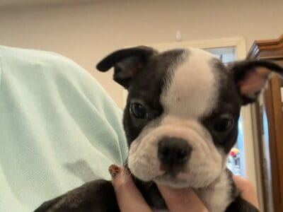 Jack. Handsome male Boston terrier
