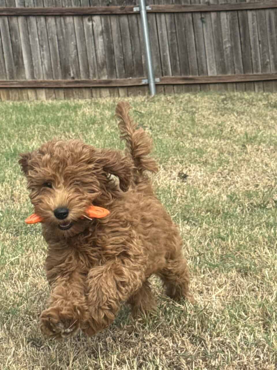 Goldendoodle Puppy image 1