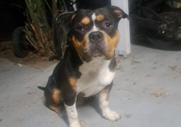 POCKET BULLY MALE 10MNTHS