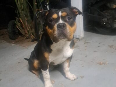 POCKET BULLY MALE 10MNTHS