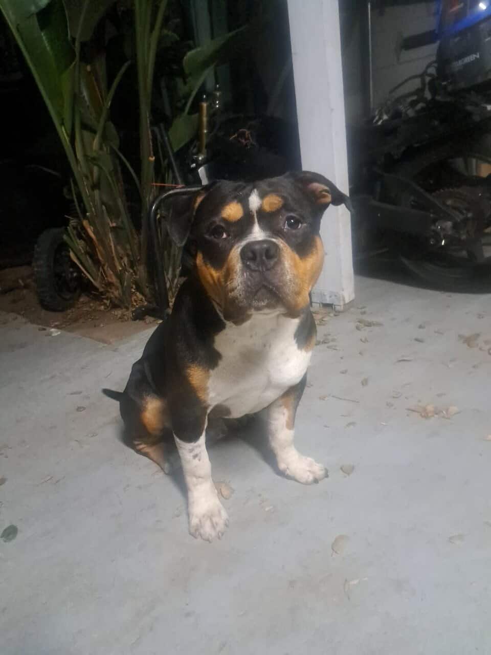 POCKET BULLY MALE 10MNTHS image 1