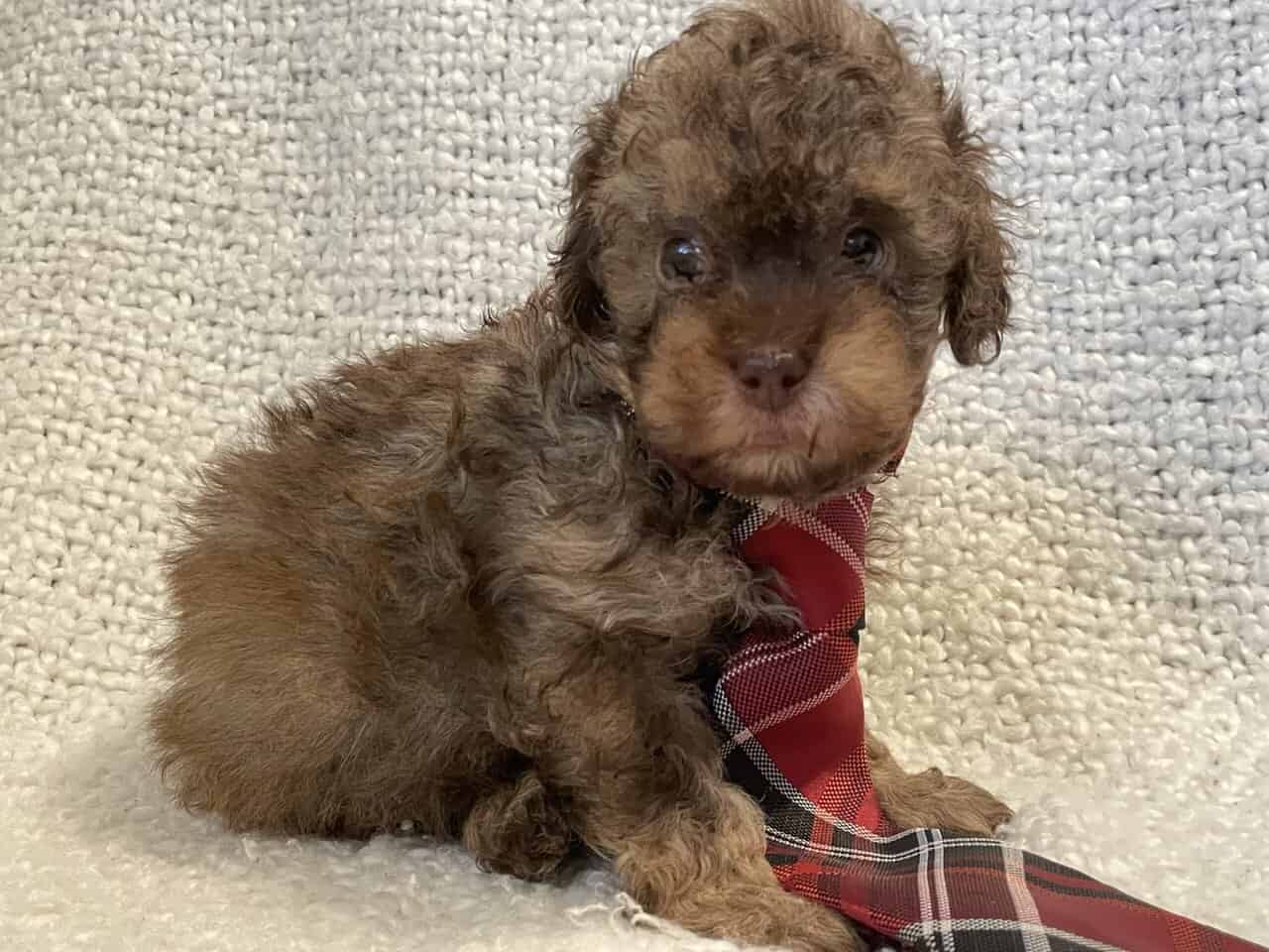 Cavapoo puppies image 1