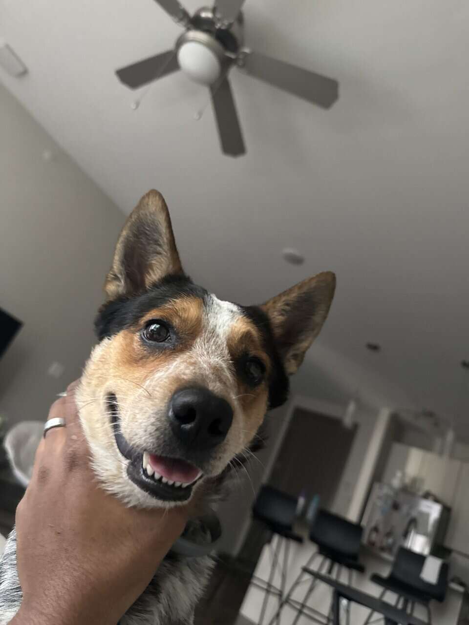 Loving dog Nas image 1