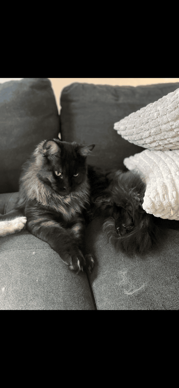 Maine Coon Kittens image 18
