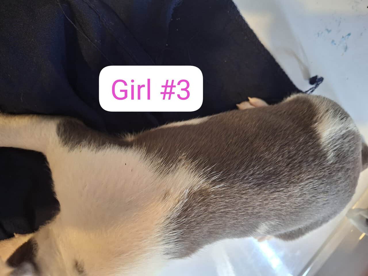 Pitbull puppies image 6