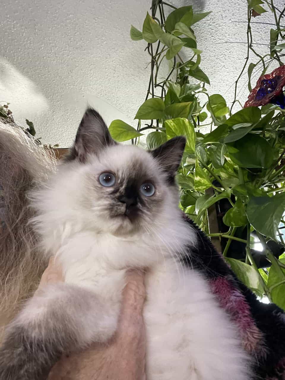 Ragdoll kittenSOLD image 2