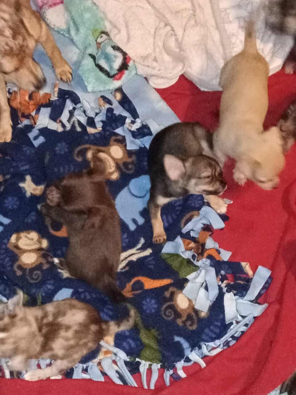 Chihuahua puppies image 5