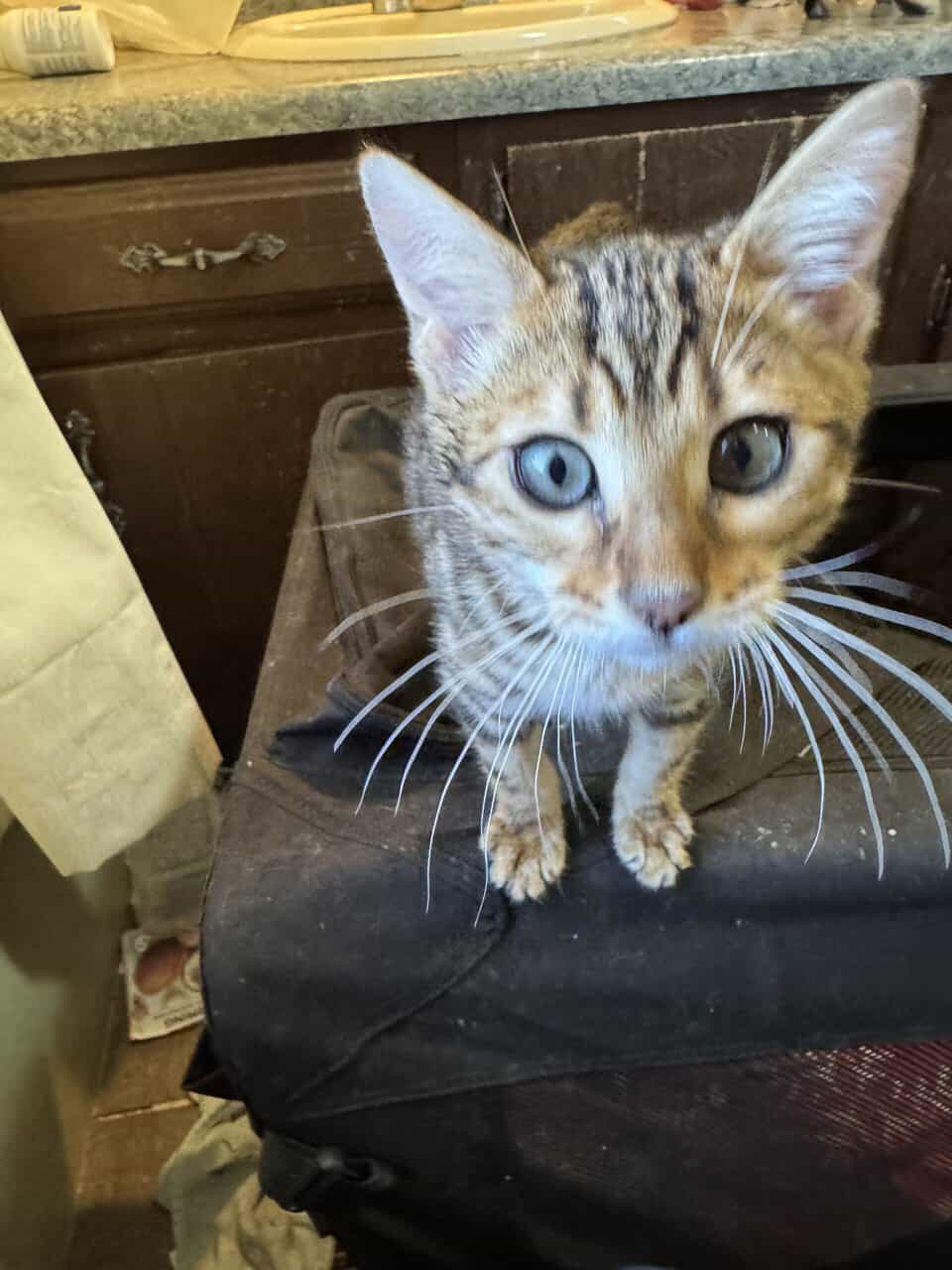 Beautiful Bengal Kittens image 20