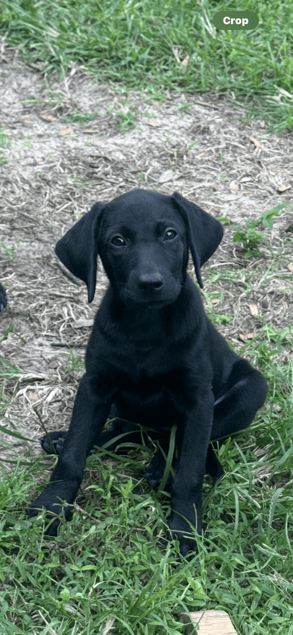 Pure bred Lab Pups image 3