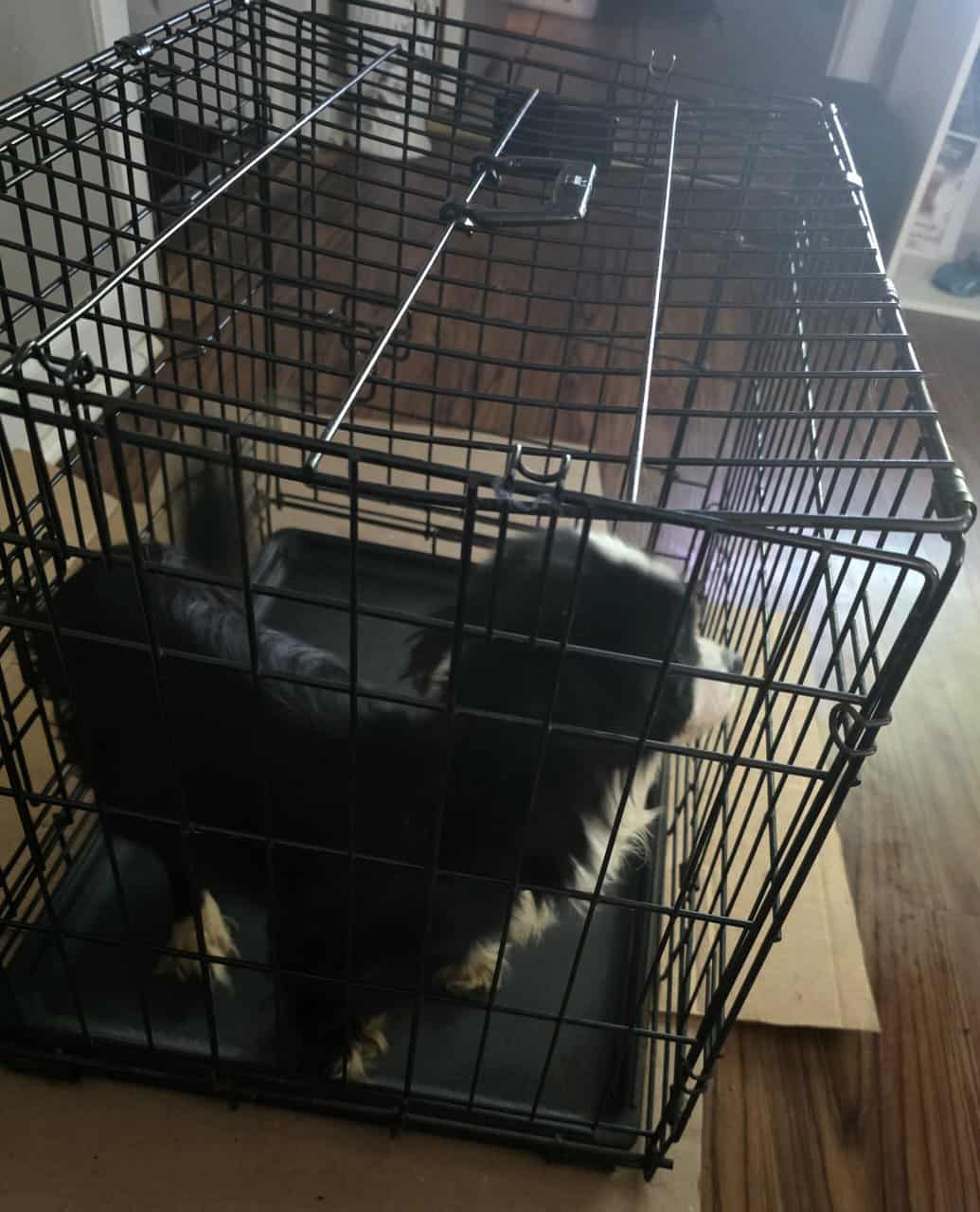 Medium dog image 2