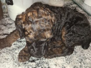 AKC registered Standard Poodle Dam had her puppies