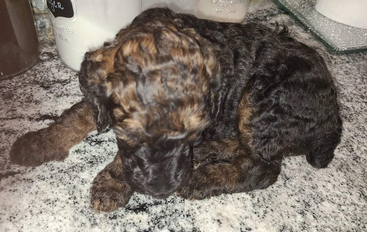 AKC registered Standard Poodle Dam had her puppies image 1