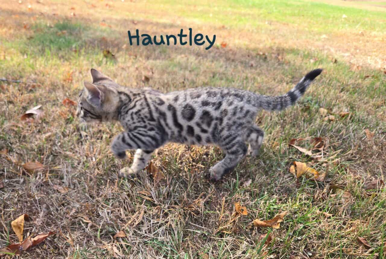 Hauntley image 5